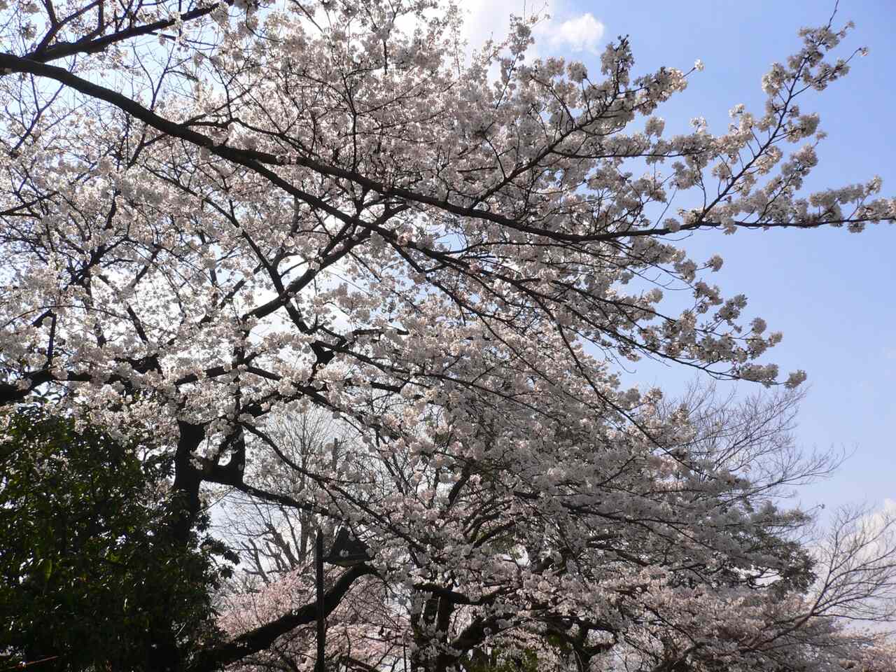 sakura