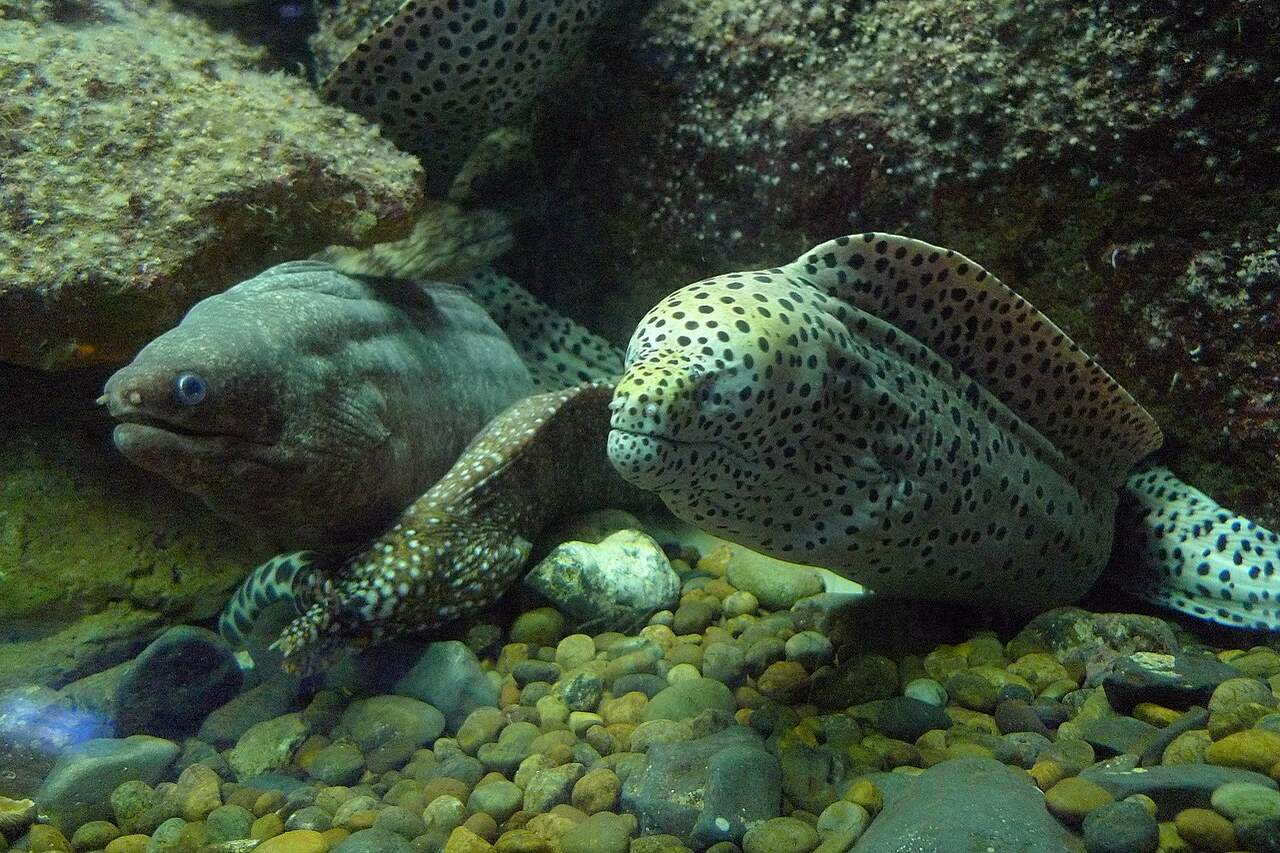 Eels