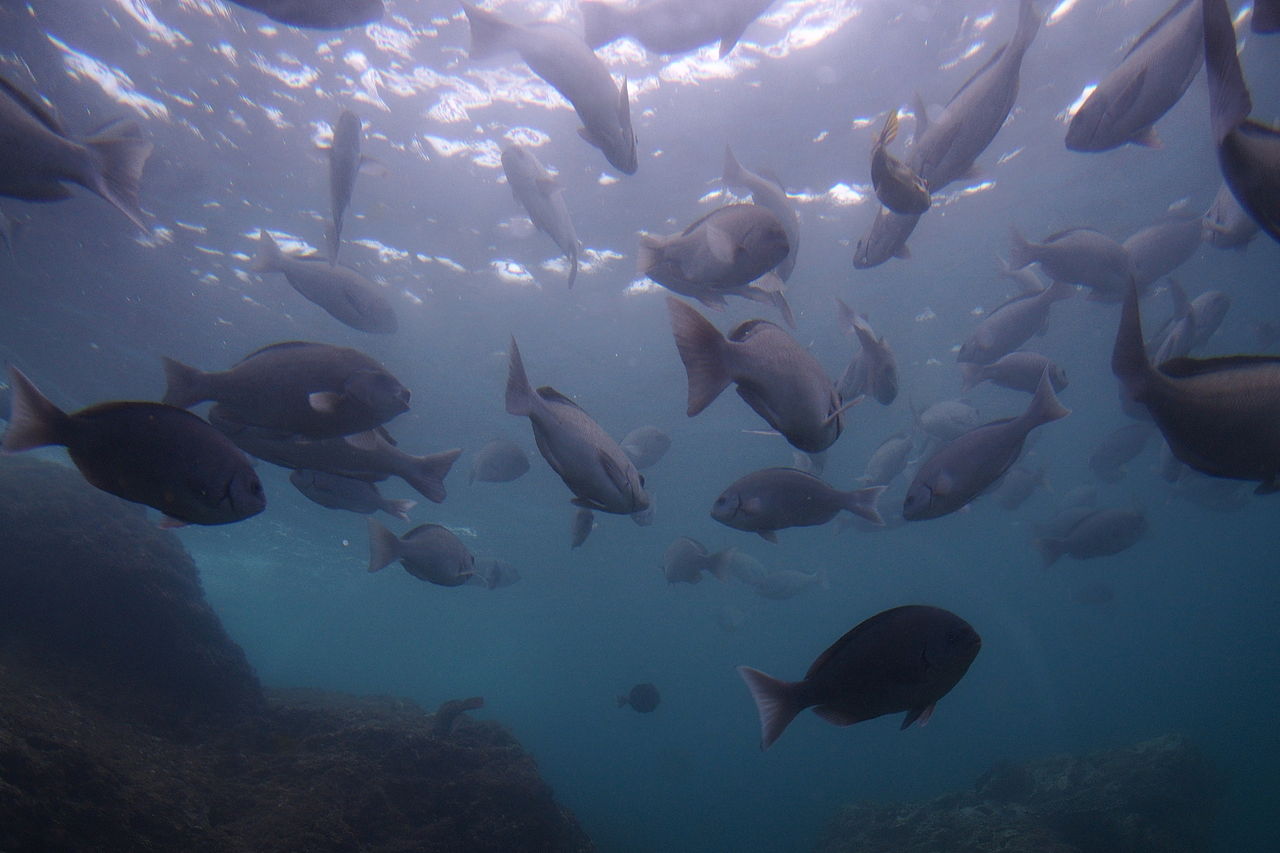 Fish from below