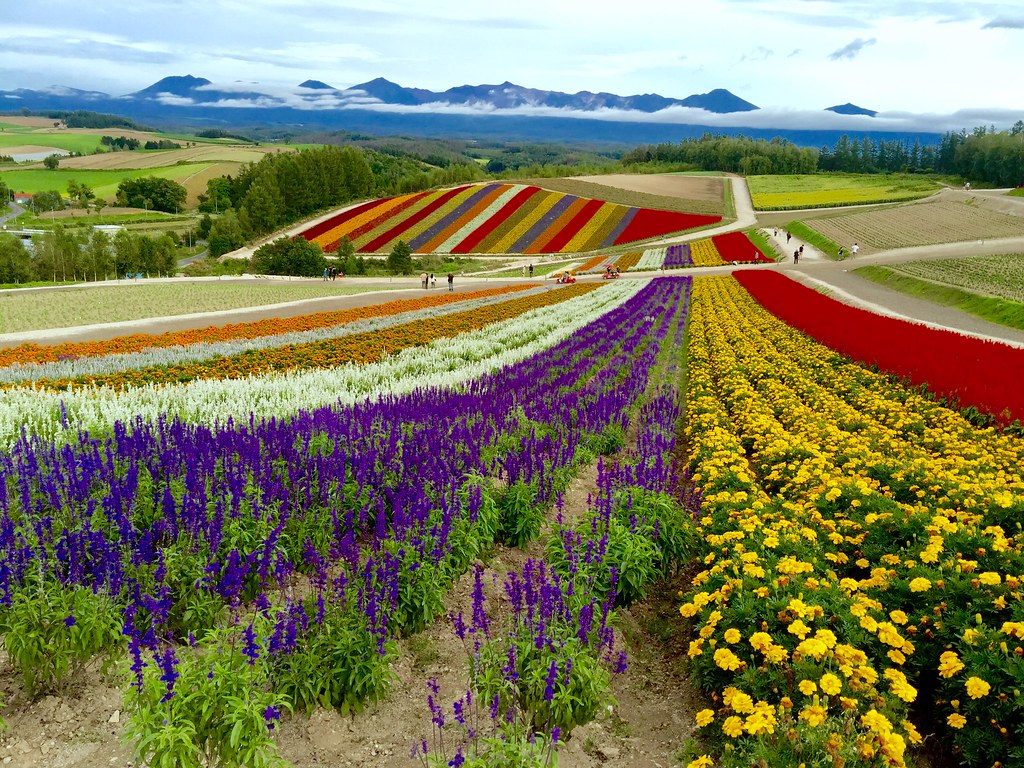 Hokkaido Flowers